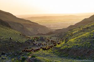 Een kudde schapen wordt verlicht door de ondergaande zon in de groengele heuvels van Iran