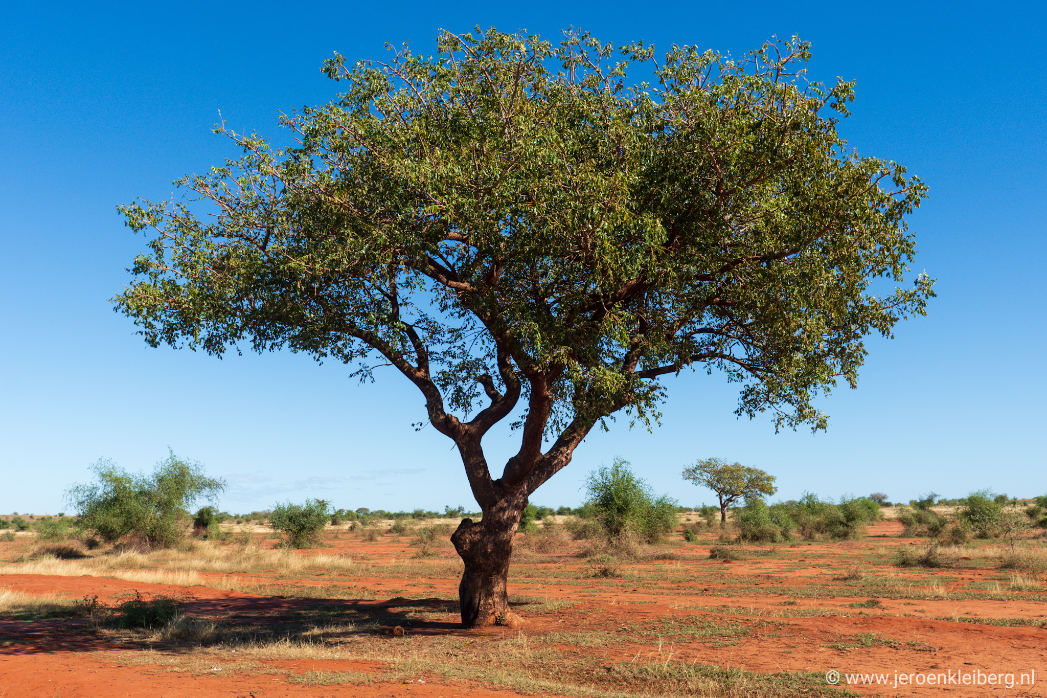 Tree Madagascar